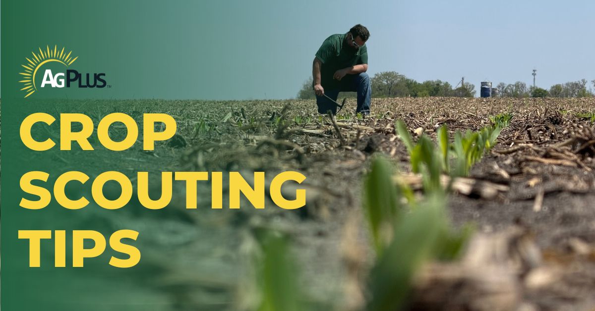 Scouting Tips to Maximize Your Corn and Soybean Yield This Season