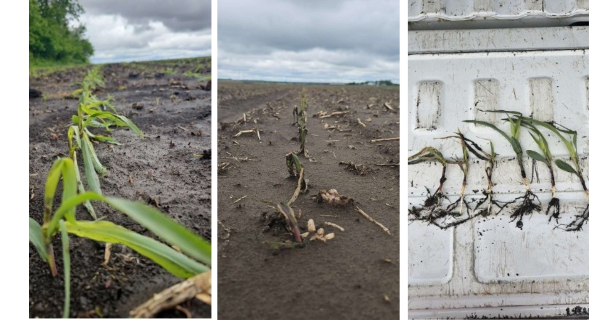 Why Early Fungicide Might Matter More This Year