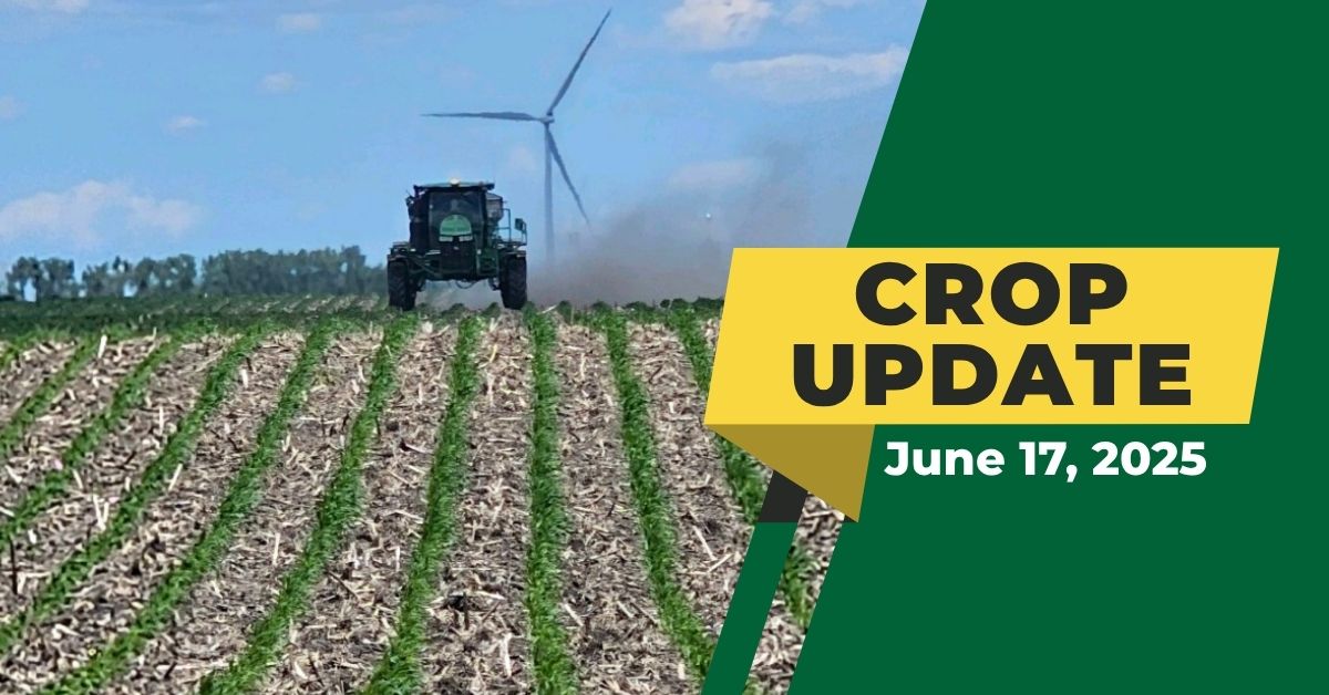 Agronomy Crop Update | June 17, 2025