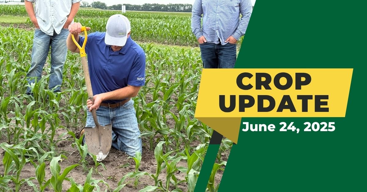 3 Ways to Help Your Crops Recover After a Stressful June