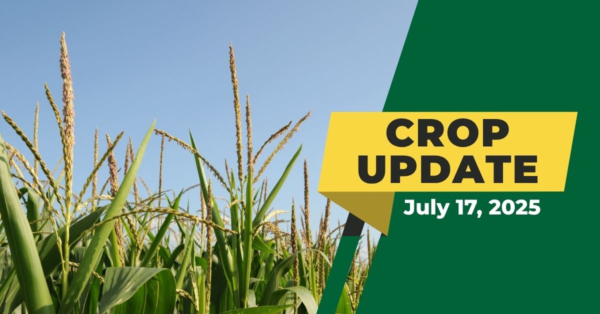 Agronomy Crop Update | July 17, 2025